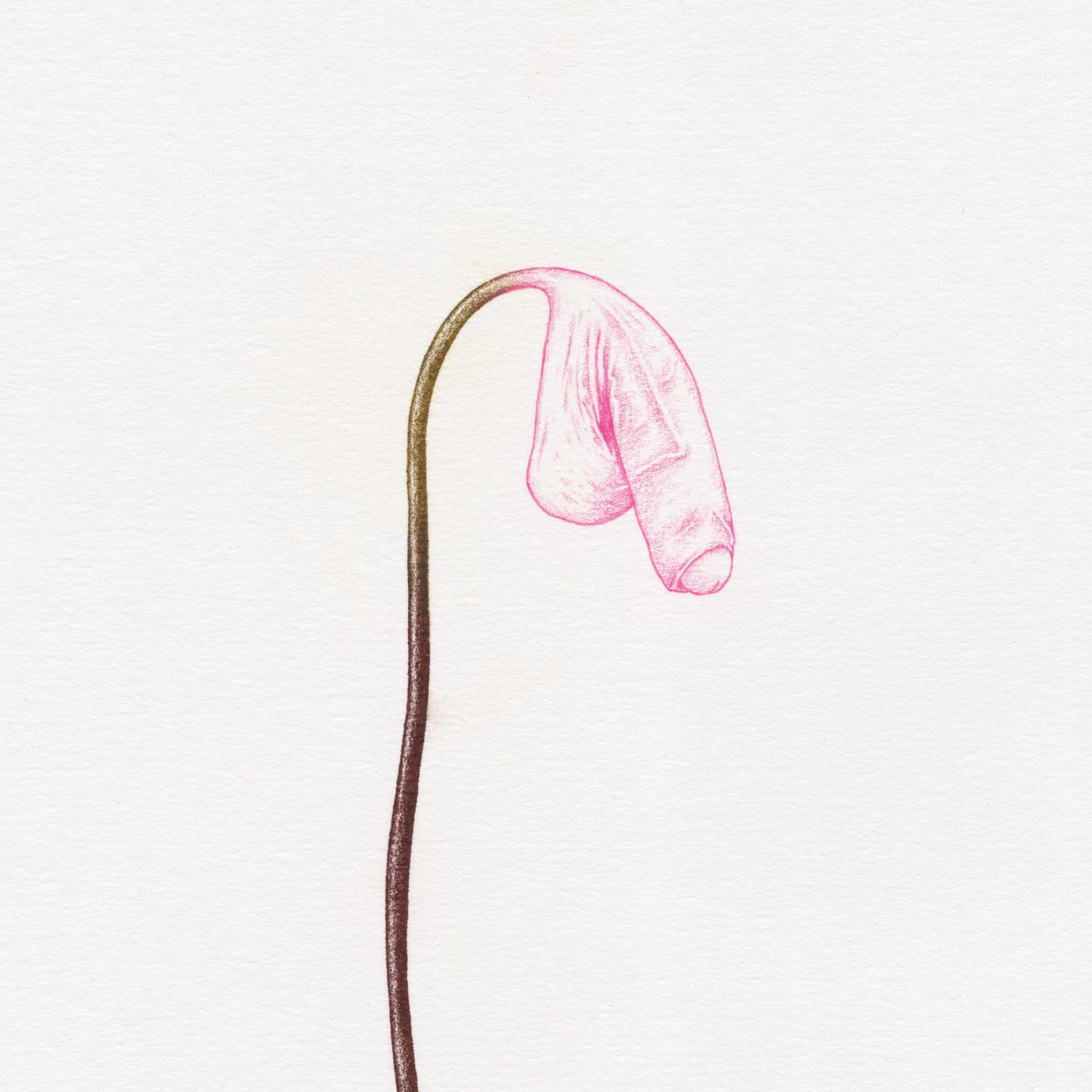 Hand finished Cock Plant