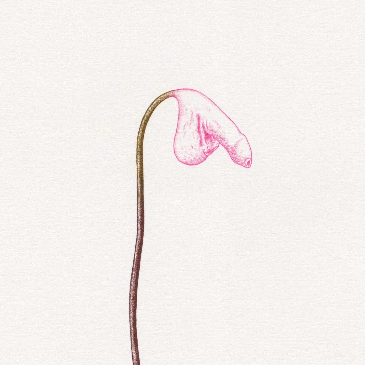 Hand finished Cock Plant