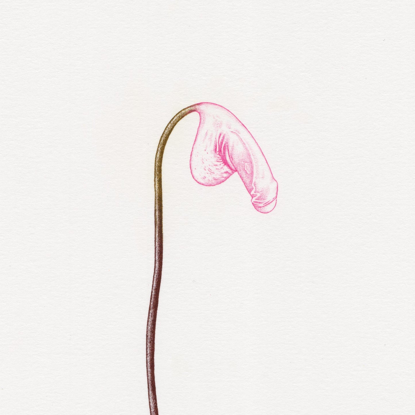 Hand finished Cock Plant