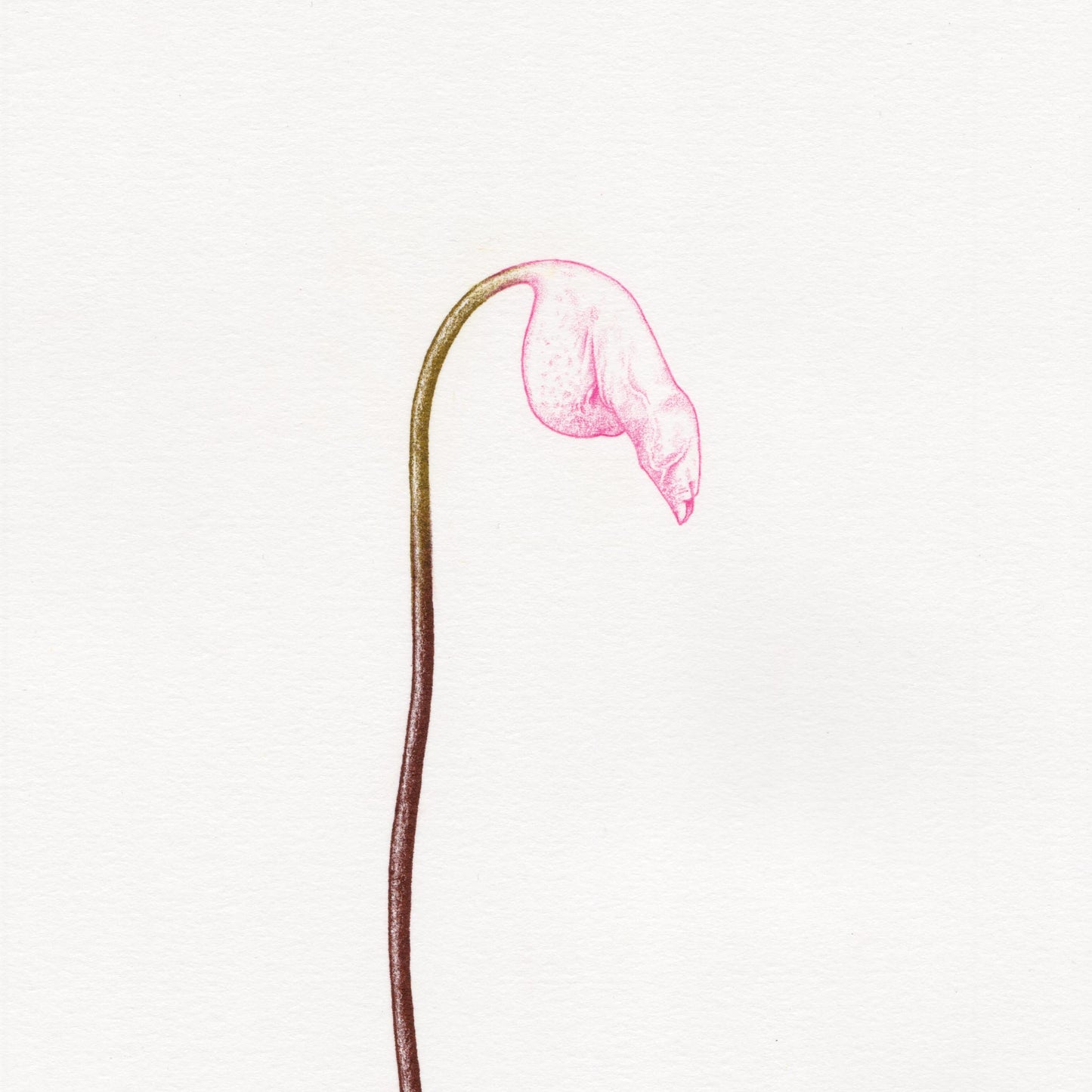 Hand finished Cock Plant