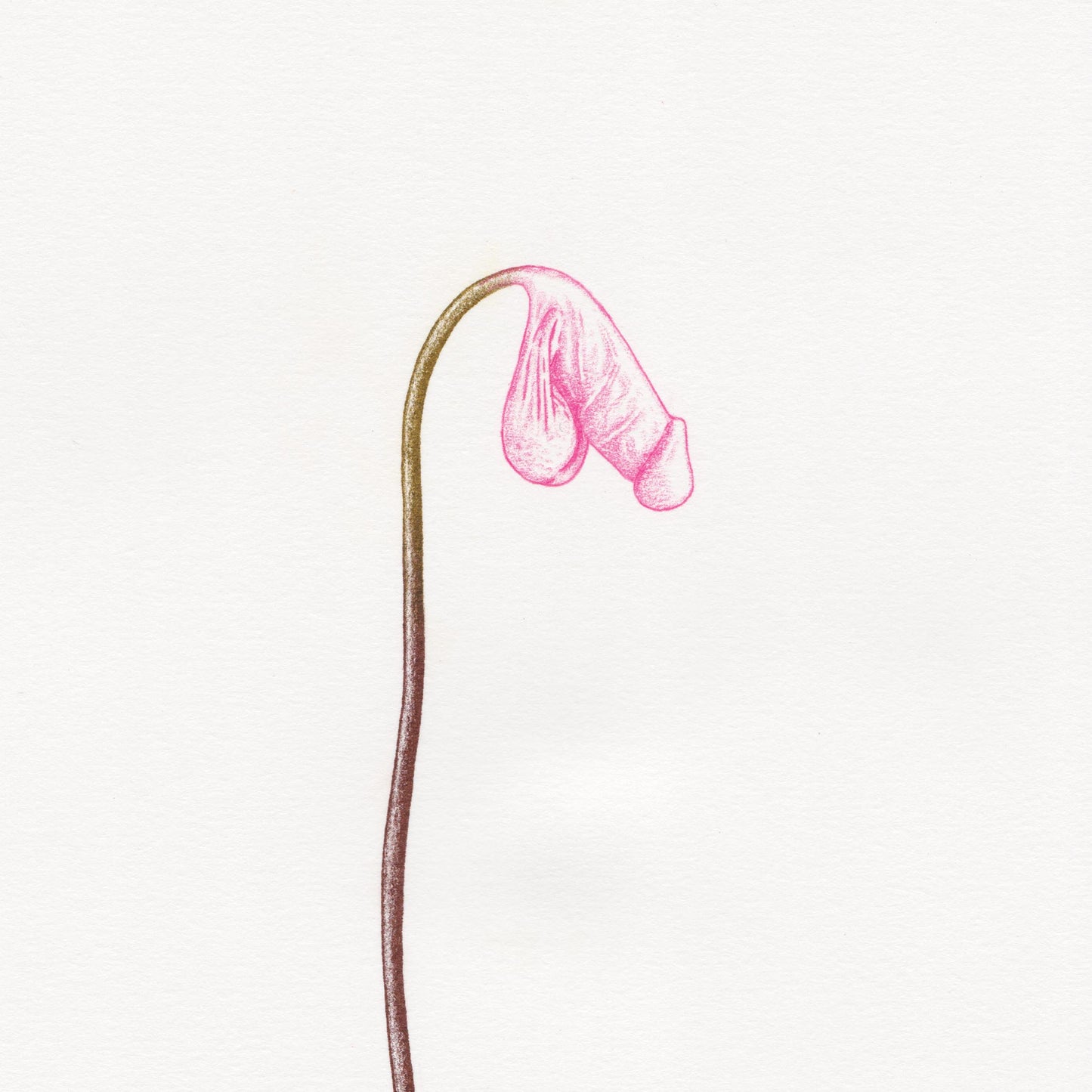 Hand finished Cock Plant