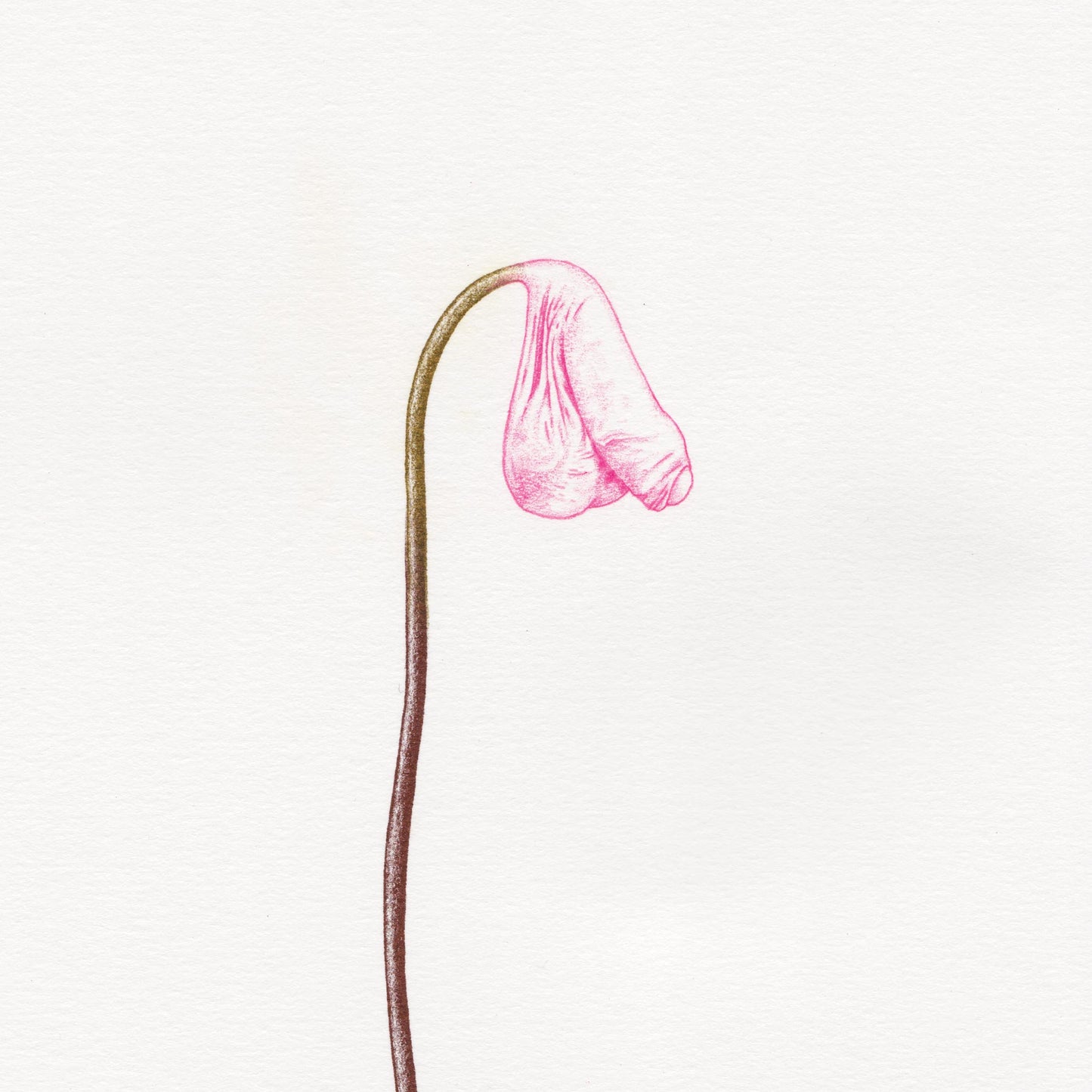 Hand finished Cock Plant