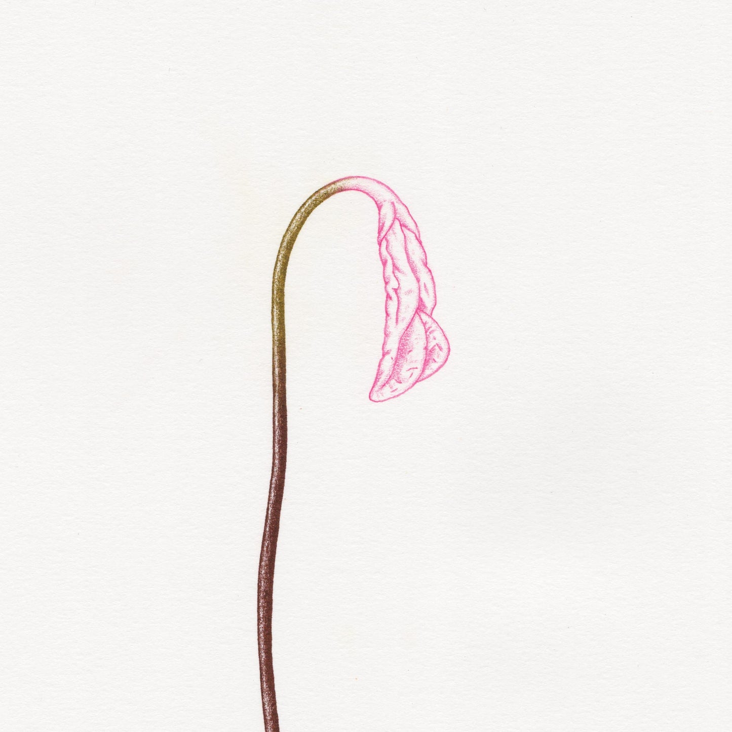 Hand finished Vulva Plant