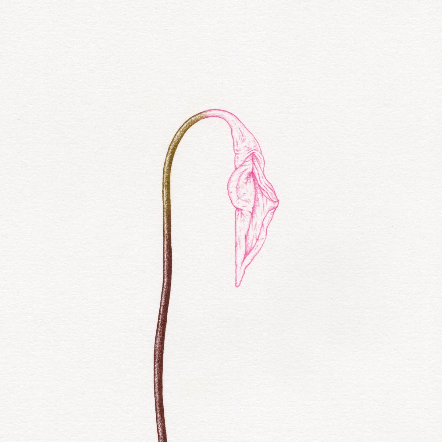 Hand finished Vulva Plant