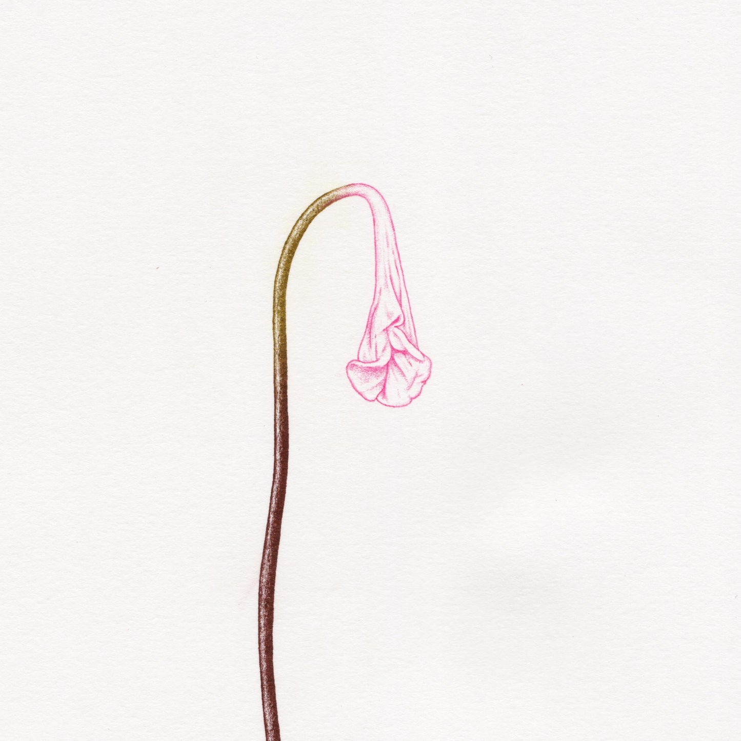 Hand finished Vulva Plant