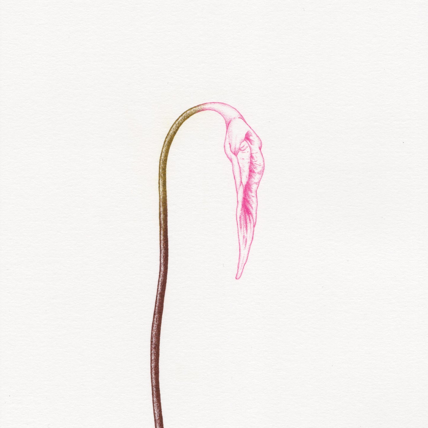 Hand finished Vulva Plant