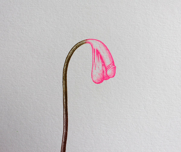 Cock Plant
